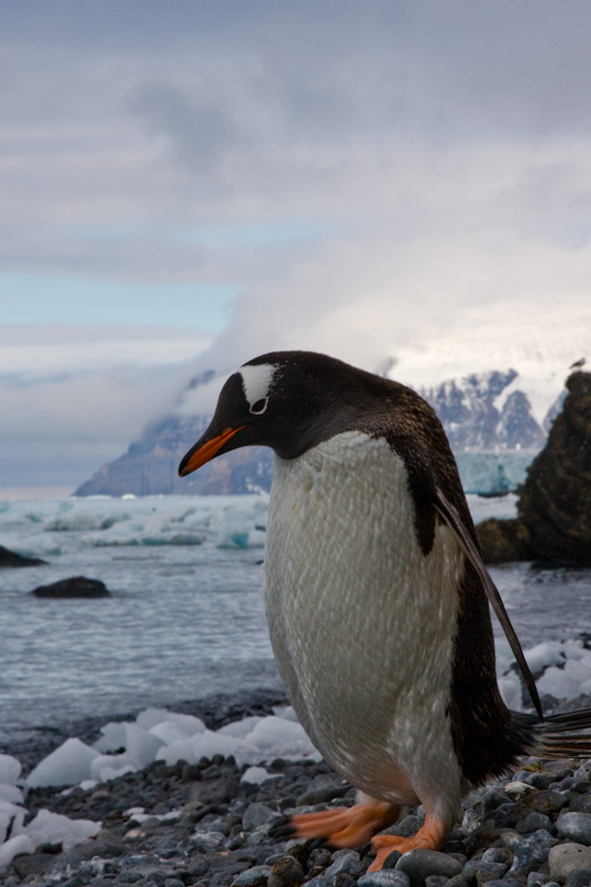 Gentoo Penguin On Beach